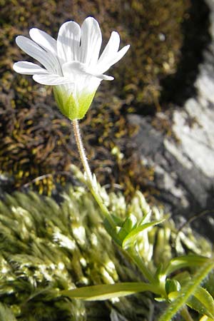 Cerastium arvense subsp. strictum \ Steifes Acker-Hornkraut / American Field Mouse-Ear, F Pyrenäen/Pyrenees, Gourette 25.8.2011