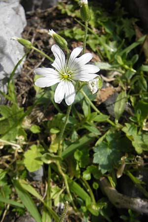 Cerastium arvense subsp. strictum \ Steifes Acker-Hornkraut / American Field Mouse-Ear, F Pyrenäen/Pyrenees, Gourette 25.8.2011