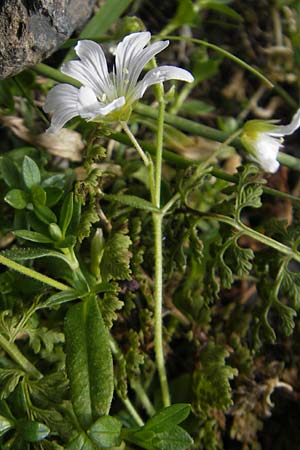 Cerastium arvense subsp. strictum \ Steifes Acker-Hornkraut / American Field Mouse-Ear, F Pyrenäen/Pyrenees, Gourette 25.8.2011