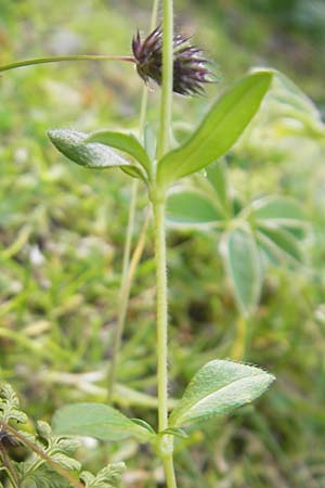 Cerastium arvense subsp. strictum \ Steifes Acker-Hornkraut / American Field Mouse-Ear, F Pyrenäen/Pyrenees, Gourette 25.8.2011