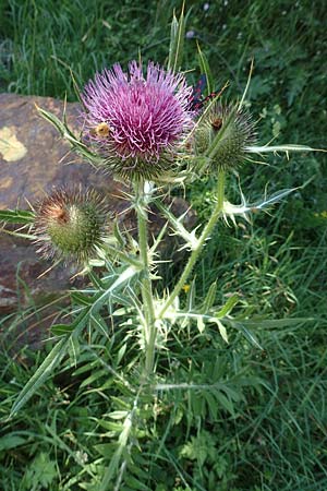 Cirsium eriophorum \ Wollkopf-Kratzdistel, Woll-Kratzdistel / Wooly Thistle, F Pyrenäen/Pyrenees, Segre - Schlucht / Gorge 2.8.2018