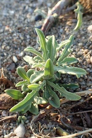 Centaurea aspera \ Raue Flockenblume / Rough Star-Thistle, F Canet-en-Roussillon 11.8.2018