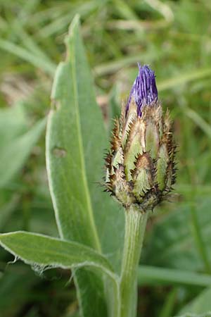 Centaurea montana \ Berg-Flockenblume, Berg-Kornblume / Perennial Cornflower, F Vogesen/Vosges, Grand Ballon 18.6.2019