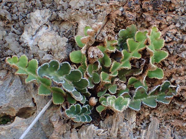 Asplenium ceterach \ Milzfarn, Schriftfarn / Rustyback, Scale Fern, F La Turbie 7.10.2021