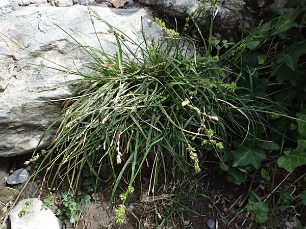 Carex echinata \ Igel-Segge, Stern-Segge / Star Sedge, F Saorge 18.5.2026