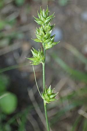 Carex echinata \ Igel-Segge, Stern-Segge / Star Sedge, F Saorge 18.5.2026