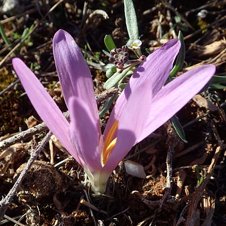 Colchicum filifolium \ Fadenbl&auml;ttrige Zeitlose / Yam-Leaved Autumn Crocus, F Martigues 8.10.2021