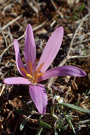 Colchicum filifolium \ Fadenbl&auml;ttrige Zeitlose / Yam-Leaved Autumn Crocus, F Martigues 8.10.2021