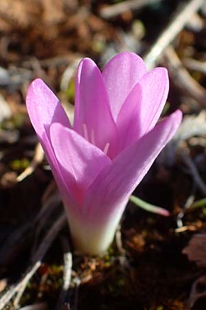 Colchicum filifolium \ Fadenbl&auml;ttrige Zeitlose / Yam-Leaved Autumn Crocus, F Martigues 8.10.2021