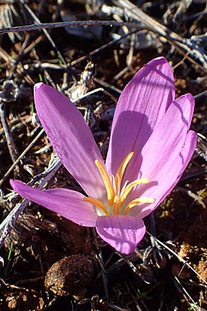 Colchicum filifolium \ Fadenbl&auml;ttrige Zeitlose / Yam-Leaved Autumn Crocus, F Martigues 8.10.2021