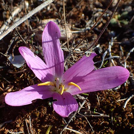 Colchicum filifolium \ Fadenbl&auml;ttrige Zeitlose / Yam-Leaved Autumn Crocus, F Martigues 8.10.2021