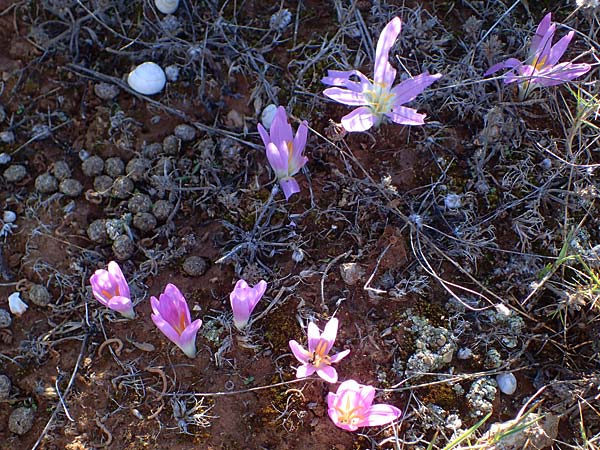 Colchicum filifolium \ Fadenbl&auml;ttrige Zeitlose / Yam-Leaved Autumn Crocus, F Martigues 8.10.2021