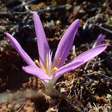 Colchicum filifolium \ Fadenbl&auml;ttrige Zeitlose / Yam-Leaved Autumn Crocus, F Martigues 8.10.2021