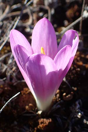 Colchicum filifolium \ Fadenbl&auml;ttrige Zeitlose / Yam-Leaved Autumn Crocus, F Martigues 8.10.2021