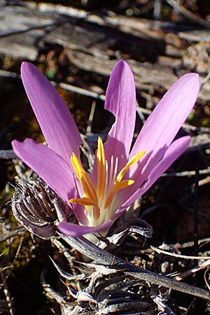Colchicum filifolium \ Fadenbl&auml;ttrige Zeitlose / Yam-Leaved Autumn Crocus, F Martigues 8.10.2021