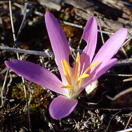 Colchicum filifolium \ Fadenbl&auml;ttrige Zeitlose / Yam-Leaved Autumn Crocus, F Martigues 8.10.2021