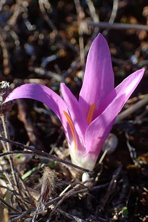 Colchicum filifolium \ Fadenbl&auml;ttrige Zeitlose / Yam-Leaved Autumn Crocus, F Martigues 8.10.2021