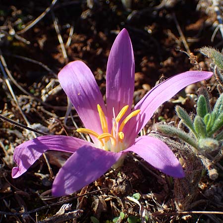 Colchicum filifolium \ Fadenbl&auml;ttrige Zeitlose / Yam-Leaved Autumn Crocus, F Martigues 8.10.2021