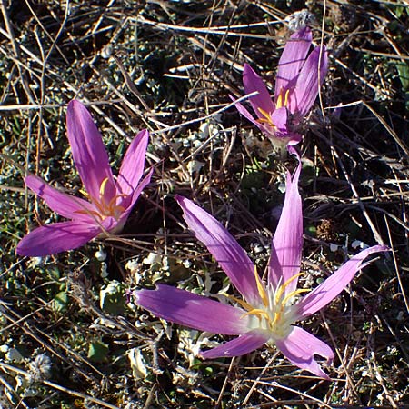 Colchicum filifolium \ Fadenbl&auml;ttrige Zeitlose / Yam-Leaved Autumn Crocus, F Martigues 8.10.2021