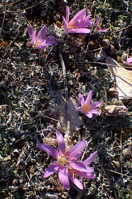 Colchicum filifolium \ Fadenbl&auml;ttrige Zeitlose / Yam-Leaved Autumn Crocus, F Martigues 8.10.2021