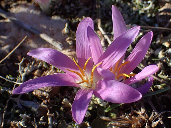 Colchicum filifolium \ Fadenbl&auml;ttrige Zeitlose / Yam-Leaved Autumn Crocus, F Martigues 8.10.2021