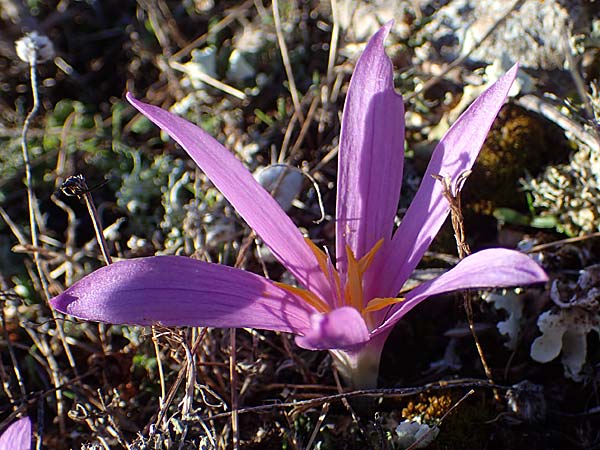 Colchicum filifolium \ Fadenbl&auml;ttrige Zeitlose / Yam-Leaved Autumn Crocus, F Martigues 8.10.2021