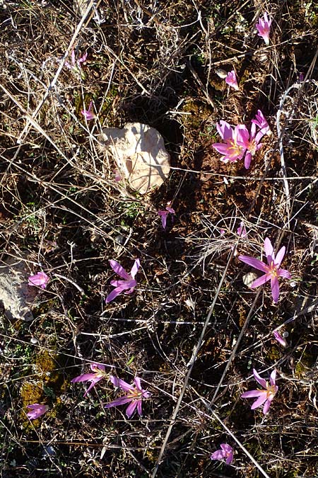 Colchicum filifolium \ Fadenbl&auml;ttrige Zeitlose / Yam-Leaved Autumn Crocus, F Martigues 8.10.2021
