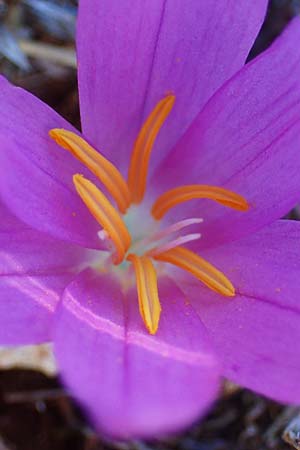 Colchicum filifolium \ Fadenbl&auml;ttrige Zeitlose / Yam-Leaved Autumn Crocus, F Martigues 8.10.2021