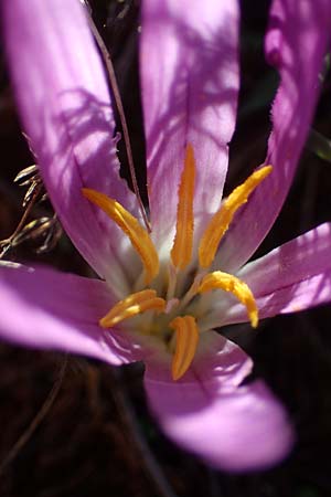 Colchicum filifolium \ Fadenbl&auml;ttrige Zeitlose / Yam-Leaved Autumn Crocus, F Martigues 8.10.2021