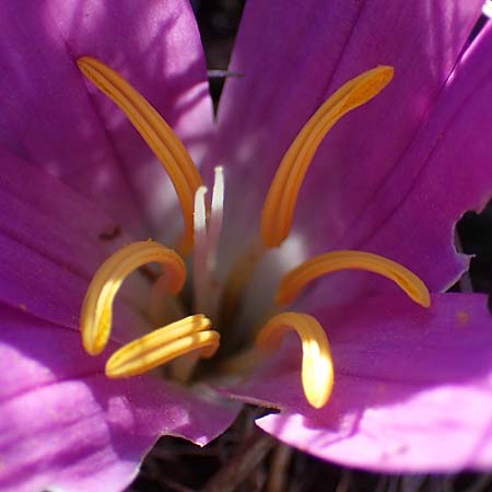 Colchicum filifolium \ Fadenbl&auml;ttrige Zeitlose / Yam-Leaved Autumn Crocus, F Martigues 8.10.2021