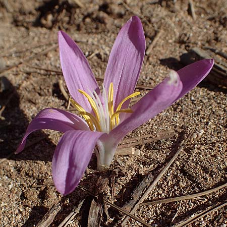 Colchicum filifolium \ Fadenbl&auml;ttrige Zeitlose / Yam-Leaved Autumn Crocus, F Martigues 8.10.2021