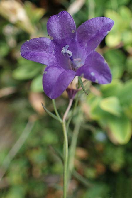 Campanula fritschii \ Fritschs Glockenblume / Fritsch's Bellflower, F S.  Sauveur-sur-Tin&eacute;e 30.4.2023