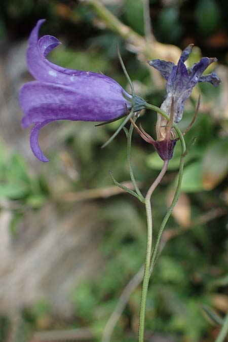 Campanula fritschii \ Fritschs Glockenblume / Fritsch's Bellflower, F S.  Sauveur-sur-Tin&eacute;e 30.4.2023