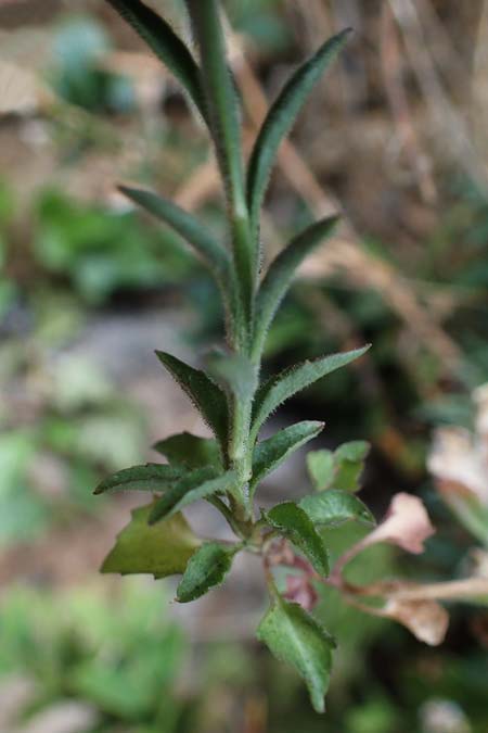Campanula fritschii \ Fritschs Glockenblume / Fritsch's Bellflower, F S.  Sauveur-sur-Tin&eacute;e 30.4.2023