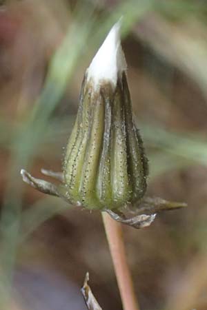 Crepis foetida \ Stink-Pippau / Stinking Hawk's-Beard, F Lantosque 1.5.2023