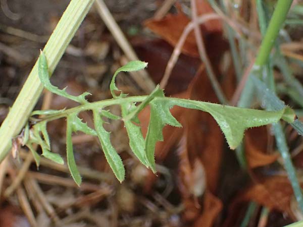 Crepis foetida \ Stink-Pippau / Stinking Hawk's-Beard, F Lantosque 1.5.2023