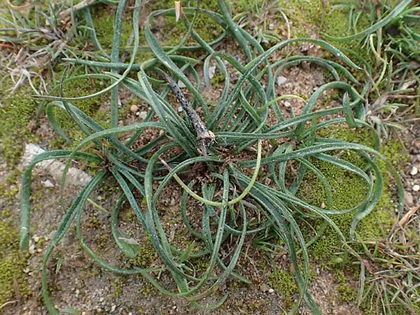 Colchicum filifolium \ Fadenbl&auml;ttrige Zeitlose / Yam-Leaved Autumn Crocus, F Martigues 17.3.2024