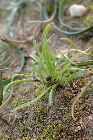 Colchicum filifolium \ Fadenbl&auml;ttrige Zeitlose / Yam-Leaved Autumn Crocus, F Martigues 17.3.2024