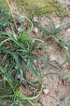 Colchicum filifolium \ Fadenbl&auml;ttrige Zeitlose / Yam-Leaved Autumn Crocus, F Martigues 17.3.2024
