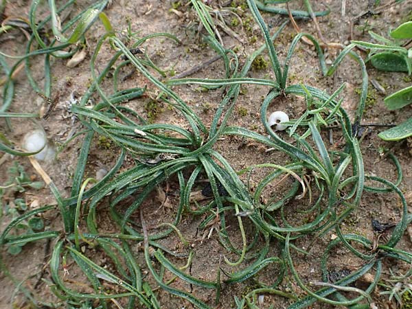 Colchicum filifolium \ Fadenbl&auml;ttrige Zeitlose / Yam-Leaved Autumn Crocus, F Martigues 17.3.2024
