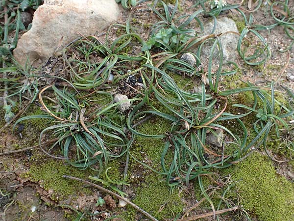 Colchicum filifolium \ Fadenbl&auml;ttrige Zeitlose / Yam-Leaved Autumn Crocus, F Martigues 17.3.2024