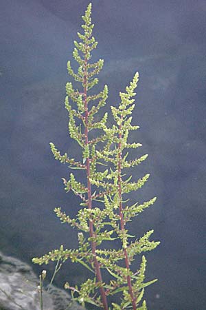 Dysphania ambrosioides \ Wohlriechender Drsengnsefu, Jesuiten-Tee / West-Indian Goosefoot, Mexican Tea, F Avignon 7.8.2006