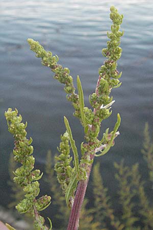 Dysphania ambrosioides \ Wohlriechender Drsengnsefu, Jesuiten-Tee / West-Indian Goosefoot, Mexican Tea, F Avignon 7.8.2006