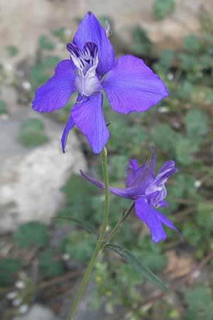 Delphinium ajacis \ Garten-Rittersporn / Larkspur, F Pyrenäen/Pyrenees, Err 8.8.2006