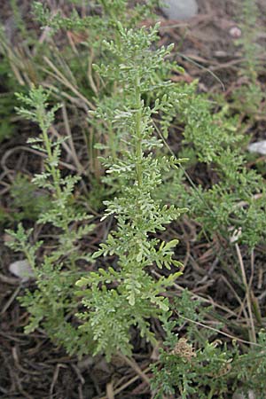 Dysphania multifida \ Schlitzbl&auml;ttriger Dr�seng�nsefu� / Cutlef Goosefoot, F Collioure 14.8.2006