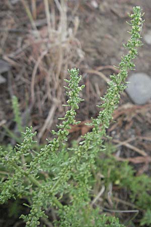 Dysphania multifida \ Schlitzbl&auml;ttriger Dr�seng�nsefu� / Cutlef Goosefoot, F Collioure 14.8.2006
