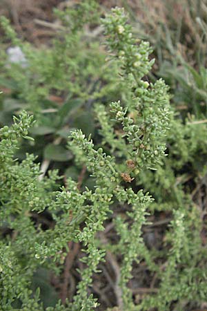 Dysphania multifida \ Schlitzbl&auml;ttriger Dr�seng�nsefu� / Cutlef Goosefoot, F Collioure 14.8.2006