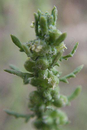 Dysphania multifida \ Schlitzbl&auml;ttriger Dr�seng�nsefu� / Cutlef Goosefoot, F Collioure 14.8.2006