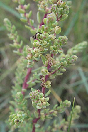 Suaeda vera \ Strauchige Sode / Shrubby Sea Blite, Alkali Seepweed, F Camargue 13.5.2007