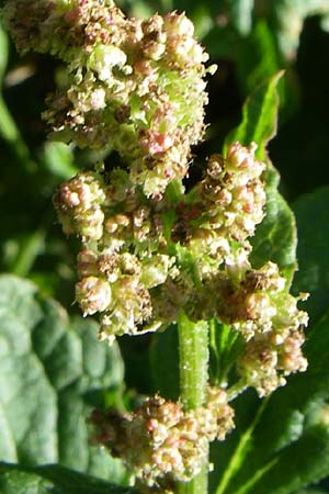 Blitum bonus-henricus \ Guter Heinrich / Good King Henry, F Col de Gleize 22.6.2008